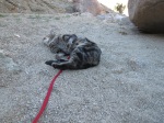 hiking and rolling in the wash
